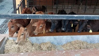 कूड़े की गाड़ी में मिला बछड़े का शव, इस गौशाला में कई गाय मरने की कगार पर
