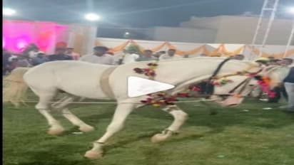 ढोल की थाप पर झूम रहे थे बाराती, तभी मदमस्त घोड़े ने किया ऐसा डांस, सबकी ठहर गई नजर, देखिए वायरल वीडियो