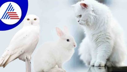 ಕನಸಲ್ಲಿ ಬಿಳಿ ಪ್ರಾಣಿ; ನಿಮಗೂ ಇಂಥ ಕನಸು ಬಿದ್ರೆ ನೀವೇ ಲಕ್ಕಿ!