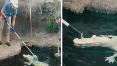 ചീങ്കണ്ണികൾ ചിരിക്കുമോ? വൈറലായി വീഡിയോ