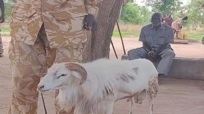 ಆಫ್ರಿಕಾ: ಮಹಿಳೆಯನ್ನು ಗುದ್ದಿ ಕೊಂದ ಟಗರಿಗೆ ಮೂರು ವರ್ಷ ಜೈಲು ಶಿಕ್ಷೆ