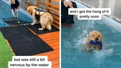 ಈಜು ಕಲಿತ ಗೋಲ್ಡನ್‌ ರಿಟ್ರೈವರ್‌: ಶ್ವಾನದ ಮುದ್ದಾದ ವಿಡಿಯೋ