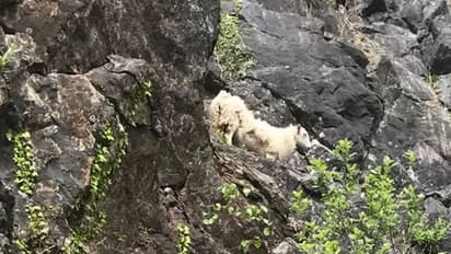 भेड़ को बचाने गई महिला के साथ खुद हो गया भयानक हादसा, सरकार को जारी करनी पड़ी एडवाइजरी