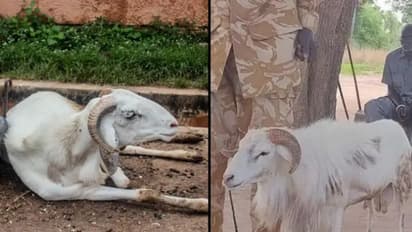 സ്ത്രീയെ കുത്തിക്കൊന്നു, കൊലപാതകക്കുറ്റത്തിന് ആടിന് മൂന്ന് വർഷം തടവ് ശിക്ഷ