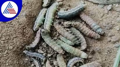 Karwar: ರೈತರಿಗೆ 'ಸೈನಿಕ' ಹುಳಗಳ ಕಾಟ: ಸಂಕಷ್ಟದಲ್ಲಿ ಅನ್ನದಾತ..!