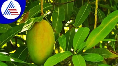 ಮಾವಿನ ಹಣ್ಣು ಮಾತ್ರವಲ್ಲ, ಆರೋಗ್ಯಕ್ಕಾಗಿ ಮಾವಿನ ಎಲೆಯನ್ನೂ ತಿನ್ನಿ