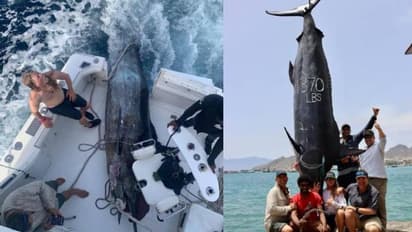 കൂട്ടുകാരുടെ സംഘത്തിന് കിട്ടിയത് 600 -കിലോ വരുന്ന ഭീമൻ മത്സ്യത്തെ, ബോട്ടിലാക്കിയത് കഠിനപ്രയത്നം കൊണ്ട്