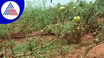 Chikkaballapur: ಟೊಮೆಟೊ ಬೆಲೆ ಕುಸಿತದಿಂದ ಕಂಗಾಲಾದ ಬೆಳೆಗಾರರು