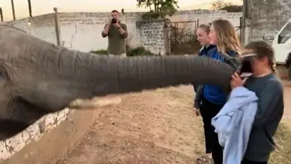 Elephant slaps girl, snatches mobile as she attempts to click picture; watch
