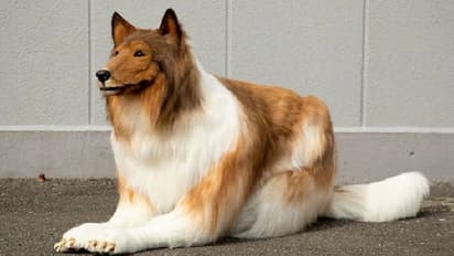 നായയുടെ രൂപത്തിലേക്ക് മാറി മനുഷ്യന്; വീഡിയോ