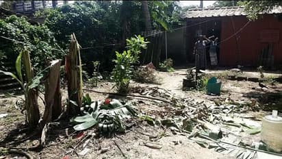 അമ്പലപ്പുഴയിൽ 'വെട്ടിനിരത്തൽ' ഭീതി; വീട്ടുപറമ്പുകളിലെ ഫലവൃക്ഷങ്ങൾ വെട്ടിനശിപ്പിച്ച നിലയിൽ