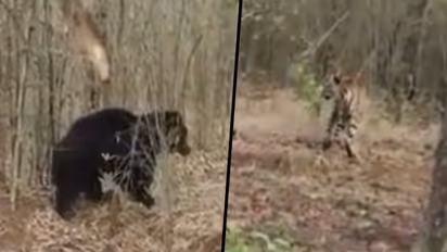 Furious sloth bear chases tiger in Tadoba Tiger Reserve; watch