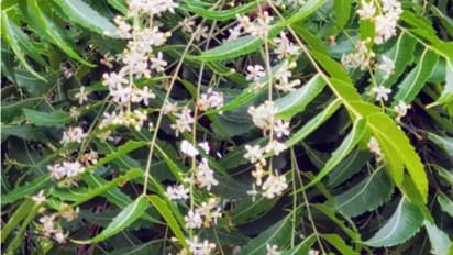 Neem ಎಲೆ ಮಾತ್ರವಲ್ಲ, ಇದರ ಮರದ ಅಂಗ ಅಂಗದಲ್ಲೂ ಔಷಧವಿದೆ