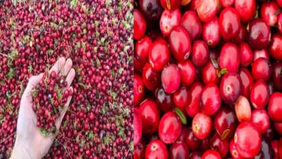 दिमाग तेज करने से लेकर वजन कम करने तक के लिए खाए ये लाल फल, जानें कैसे करें सेवन