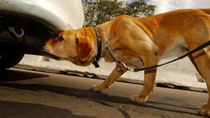 जानिए कुत्ते पोल, टायर या दीवार जैसी वर्टिकल सतह पर यूरिन क्यों करते हैं, जमीन से उन्हें क्या दिक्कत है