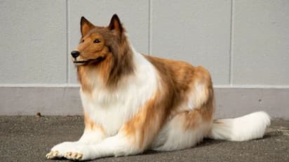 നായയായി മാറാൻ മുടക്കിയത് 12 ലക്ഷം, ആരും പറയില്ല ഇത് മനുഷ്യനെന്ന്