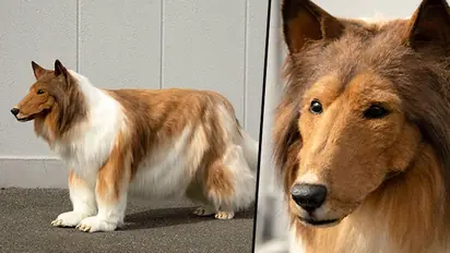 Man spends whopping Rs 12 lakh to 'become a dog'