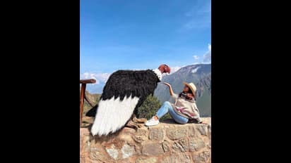 ആൻഡിയൻ കോണ്ടർ അഥവാ ലോകത്തിലെ ഏറ്റവും വലിയ പക്ഷി