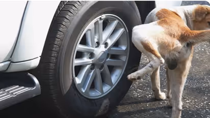 dogs: நாய் ஏன் எப்போதும் கம்பங்கள், கார் டயர்களில் சிறுநீர் கழிக்கிறது? சமீபத்திய ஆய்வில் வெளிவந்த உண்மைகள்..
