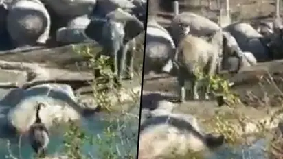 Baby elephant irks bird by spraying water; viral video teaches a lesson for life