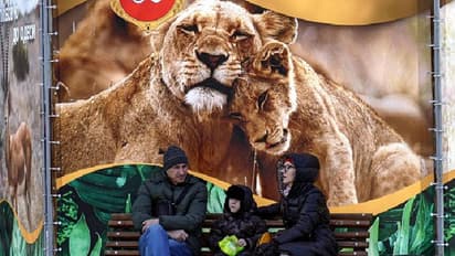 9 lions, facing starvation at Ukrainian zoo, rescued from Putin's wrath