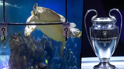Real Madrid or Liverpool: Who will win the Champions League? Yellow turtle predicts