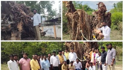 ಕಡಿದು ಹಾಕಿದ್ದ ಆಲದ ಮರಕ್ಕೆ ಮರು ಜೀವ ನೀಡಿದ ಪರಿಸರ ಪ್ರೇಮಿ
