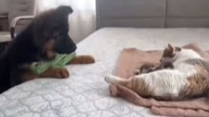डॉगी ने बिल्ली और उसके बच्चों से दिखाया ऐसा दुलार, यूजर्स बोले- अब बस भी करो यार