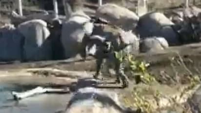 ಪುಟ್ಟ ಪಕ್ಷಿಯೊಂದಿಗೆ ಆನೆ ಮರಿಯ ಕಿತ್ತಾಟ ವಿಡಿಯೋ ವೈರಲ್‌