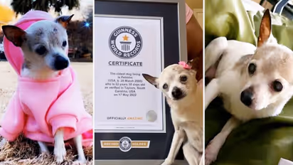 Meet Pebbles, world’s oldest living dog