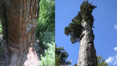 ലോകത്തിലെ ഏറ്റവും പഴക്കം ചെന്ന മരം എവിടെയാണ്? 5000 വർഷത്തിലധികം പ്രായമുള്ള ഈ മരമേത്?