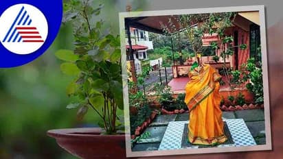 ತುಳಸಿ ಒಣಗುತ್ತಿದೆಯೇ? ಇದು ಎಚ್ಚರಿಕೆ ಗಂಟೆಯಾಗಿರಬಹುದು, ಹುಷಾರ್!