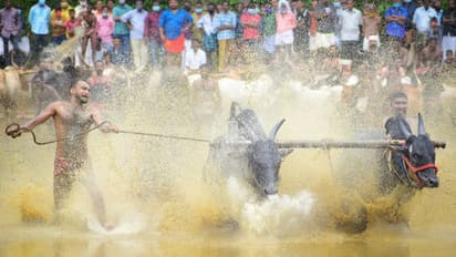 നുകമണിഞ്ഞ കാളക്കൂറ്റന്മാര്‍ ഒരുങ്ങിനിന്നു, കൊടിയുയരുമ്പോള്‍ കുതിച്ച് പായാനായി...