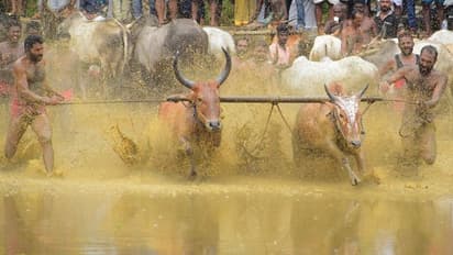 LSD से देशभर में 67 हजार पशुओं की गई महीने भर में जान, 8 राज्यों में मचा है हाहाकार