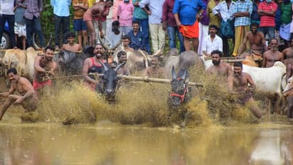 Will Bengaluru's Kambala set new record with longest Kambala track? Check details