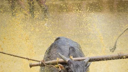 ആലത്തൂരിലെ കാളപൂട്ട് മത്സരത്തിനെതിരെ കേസ്,കാളയോട്ടം കമ്മിറ്റി ഭാരവാഹികൾ ഉൾപ്പെടെ 6 പേ൪ക്കെതിരെ കേസ്