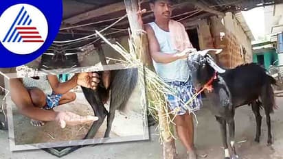  Haveriಯಲ್ಲಿ ಹಾಲು ಕೊಡೋ ಗಂಡು‌ ಮೇಕೆ!