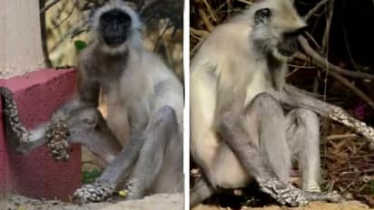 राजस्थान में बंदरों को रहस्यमय बीमारी: धीरे धीरे पत्थर के बनते जा रहे बंदर, डॉक्टरों ने जो वजह बताई वह शॉकिंग