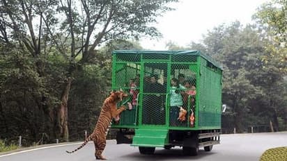 गजब रोमांच: ऐसा चिड़ियाघर जहां है सबकुछ उल्टा, कैद में हैं इंसान और खूंखार जानवर घूमते हैं बाहर