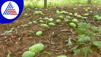 ಮಳೆ ಅವಾಂತರಕ್ಕೆ ಸಾವಿರಾರು ಎಕ್ಟೇರ್‌ನಷ್ಟು ಮಾವು ನಾಶ: ಇತ್ತ ಜಿಲ್ಲಾ ಉಸ್ತುವಾರಿ ಸಚಿವ ಮುನಿರತ್ನ ನಾಪತ್ತೆ!