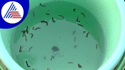 Karwar: ಹೊಲಗಳಿಗಾಯ್ತು, ಇದೀಗ ಗ್ರಾಮಗಳಿಗೆ ಹುಳದ ಕಾಟ: ಆತಂಕದಲ್ಲಿರುವ ಗ್ರಾಮಸ್ಥರು!