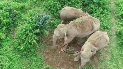 ആനക്കുട്ടിയുടെ ജഡവുമായി അമ്മയാനയും കൂട്ടവും നടന്നത് ഏഴ് കിലോമീറ്റർ, ഇനിയെങ്ങോട്ടെന്ന് നിരീക്ഷിച്ച് വനംവകുപ്പ്