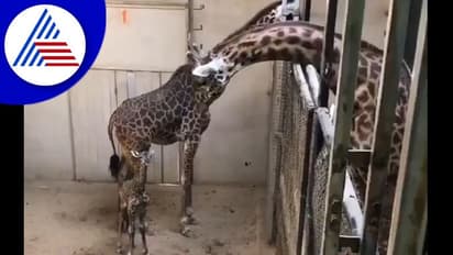 ಮಗುವ ನೋಡಿ ಖುಷಿಯಾದ ತಂದೆ ಜಿರಾಫೆ : ವಿಡಿಯೋ ವೈರಲ್