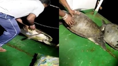 മത്സ്യതൊഴിലാളികളുടെ വലയിൽ സംരക്ഷിത വിഭാഗത്തിൽപ്പെട്ട ആമകൾ, ഉൾക്കടലിൽ തുറന്നുവിട്ടു