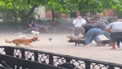 चूहा फंस गया कुत्तों में, यह वीडियो कर देगा दिमाग खराब, अब तक करीब 64 लाख लोगों ने देखा