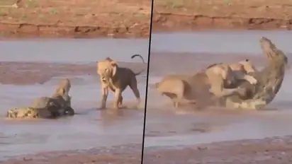 Watch hungry lions encircle the crocodile; check out what happens next
