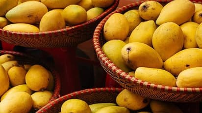 കാൻസർ ചികിത്സ കഴിഞ്ഞു, നേരെ തിരിഞ്ഞത് മാമ്പഴകൃഷിയിലേക്ക്, ആദ്യവിളവെടുപ്പിൽ കിട്ടിയത് 1500 കിലോ