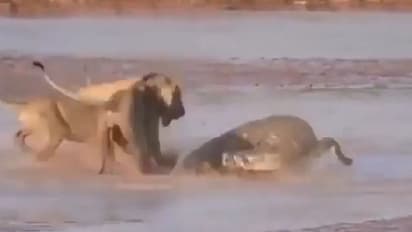 ಮೂರು ಸಿಂಹಗಳೊಂದಿಗೆ ಜೀವಕ್ಕಾಗಿ ಕಾದಾಡುತ್ತಿರುವ ಮೊಸಳೆ: ವಿಡಿಯೋ ವೈರಲ್