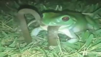 'ये कलयुग है भाई..' यहां मेंढक ने कर लिया सांप का शिकार, वायरल हुआ निगलते हुए वीडियो