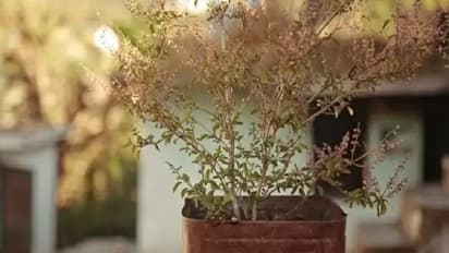 তুলসী গাছ শুকিয়ে যাওয়া অত্যন্ত অশুভ, এই ভাবে সতেজ রাখুন তুলসীকে